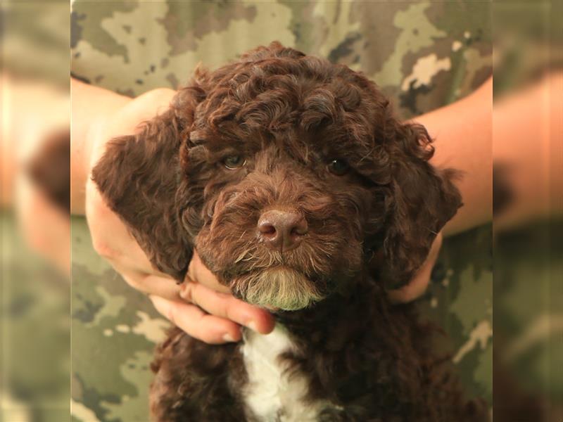 Lagotto romagnolo