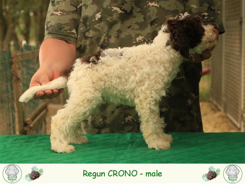 Lagotto romagnolo