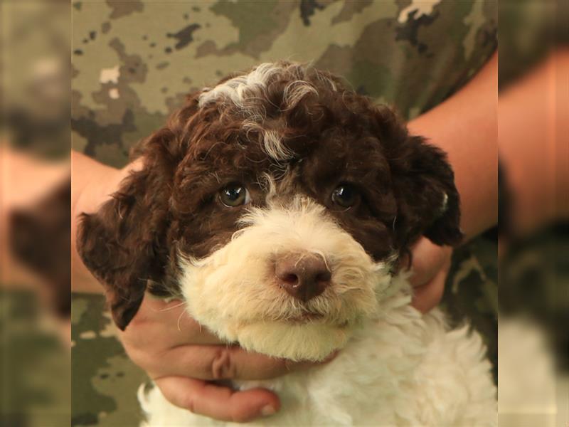 Lagotto romagnolo