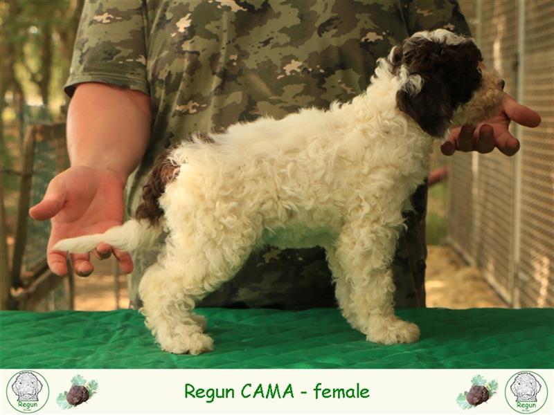 Lagotto romagnolo