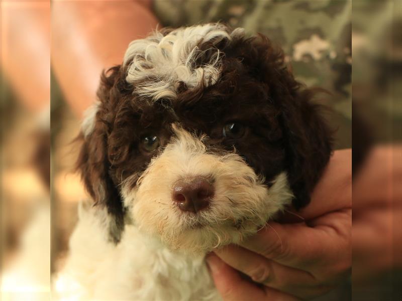 Lagotto romagnolo