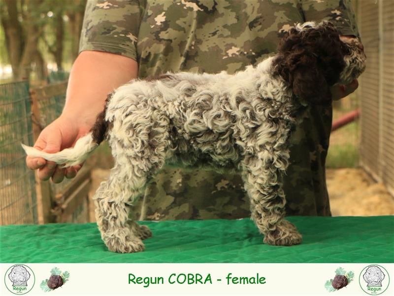 Lagotto romagnolo