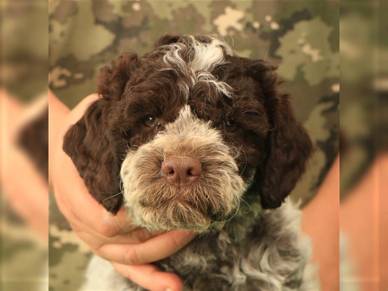 Lagotto romagnolo