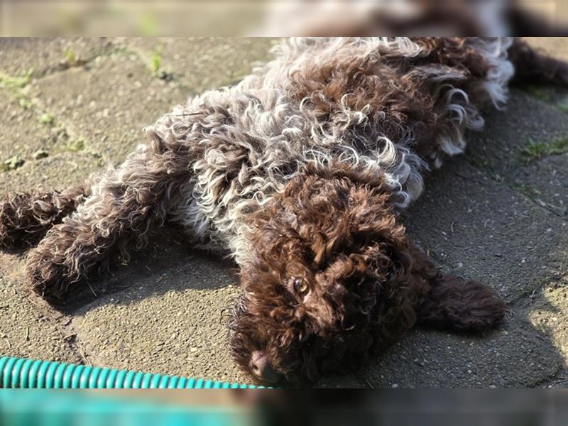 Lagotto Romagnolo Welpen, 4 Hündinnen suchen ein Zuhause