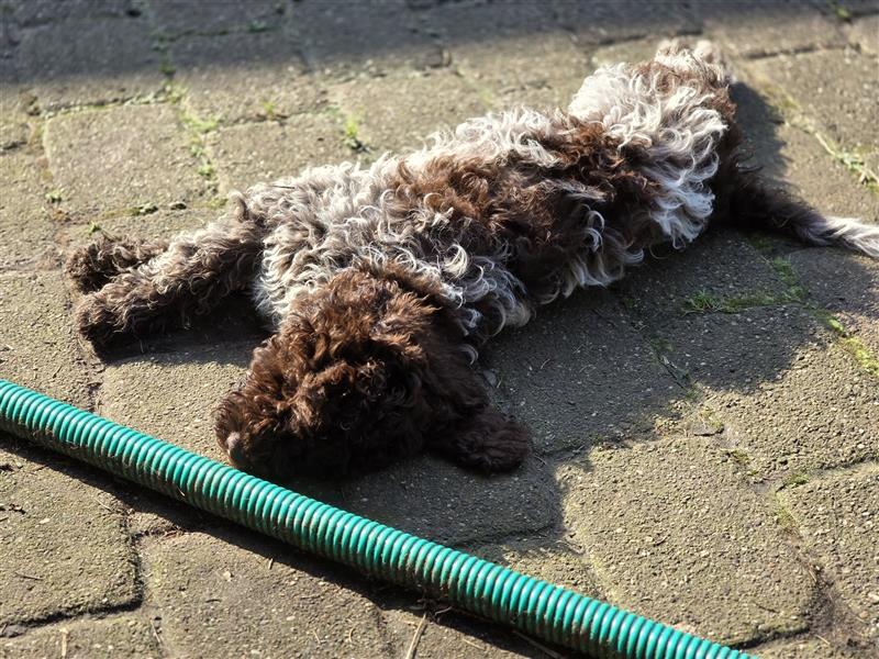 Lagotto Romagnolo Welpen, 4 Hündinnen suchen ein Zuhause