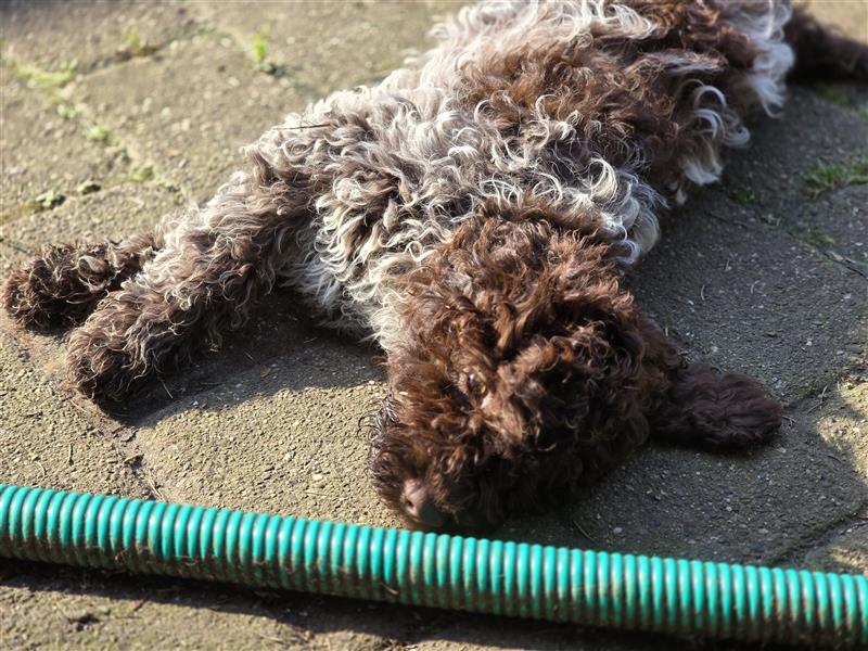 Lagotto Romagnolo Welpen, 4 Hündinnen suchen ein Zuhause