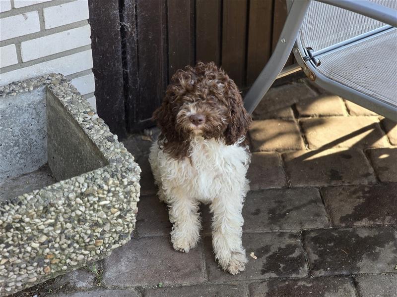 Lagotto Romagnolo Welpen, 4 Hündinnen suchen ein Zuhause