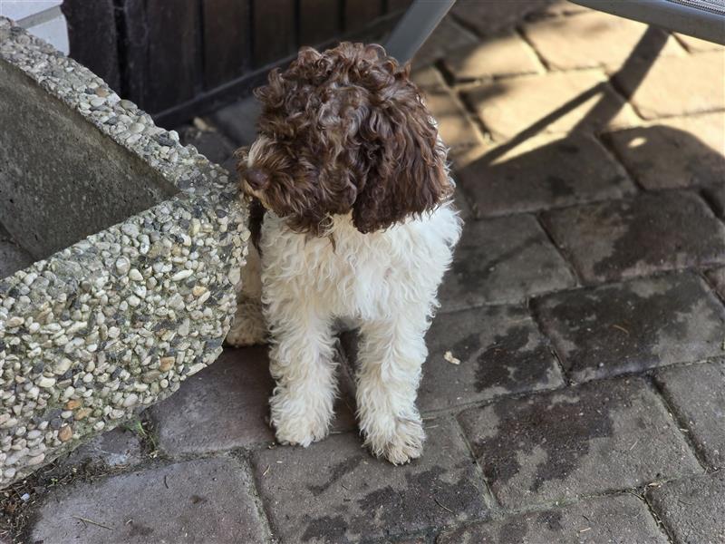 Lagotto Romagnolo Welpen, 4 Hündinnen suchen ein Zuhause