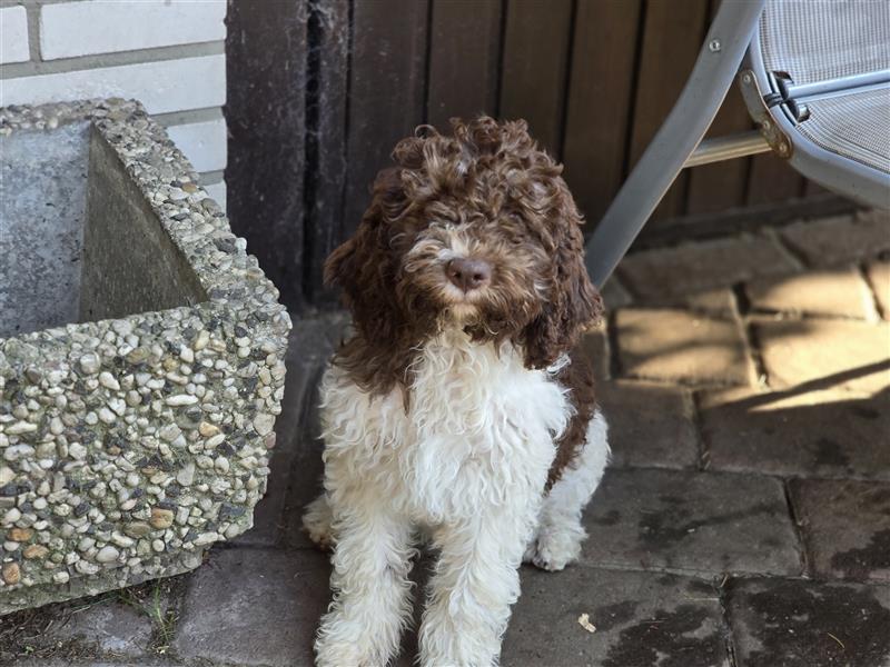 Lagotto Romagnolo Welpen, 4 Hündinnen suchen ein Zuhause