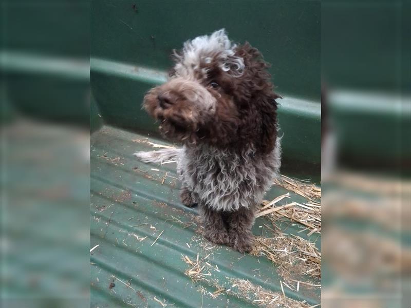 Lagotto Romagnolo Welpen, 4 Hündinnen suchen ein Zuhause