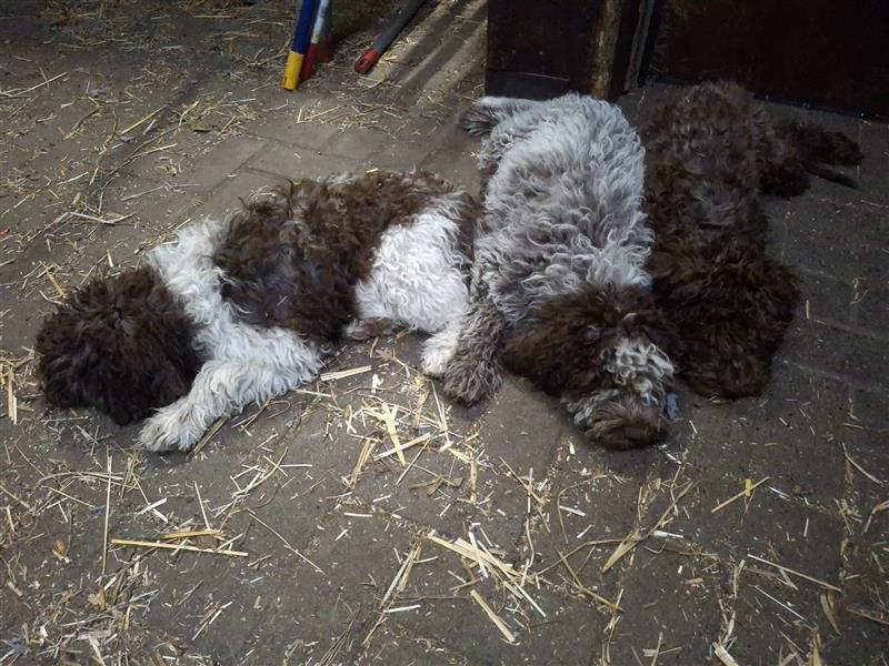 Lagotto Romagnolo Welpen, 4 Hündinnen suchen ein Zuhause