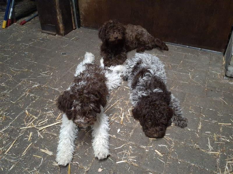 Lagotto Romagnolo Welpen, 4 Hündinnen suchen ein Zuhause