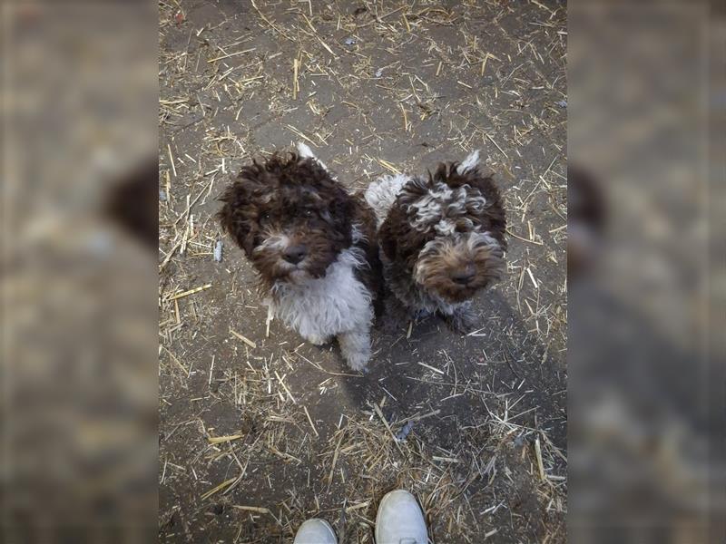 Lagotto Romagnolo Welpen, 4 Hündinnen suchen ein Zuhause