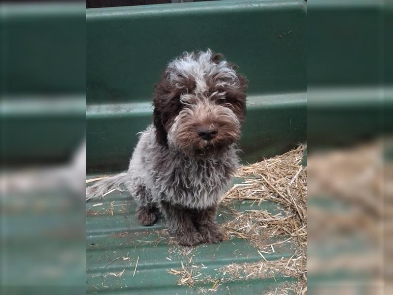 Lagotto Romagnolo Welpen, 4 Hündinnen suchen ein Zuhause