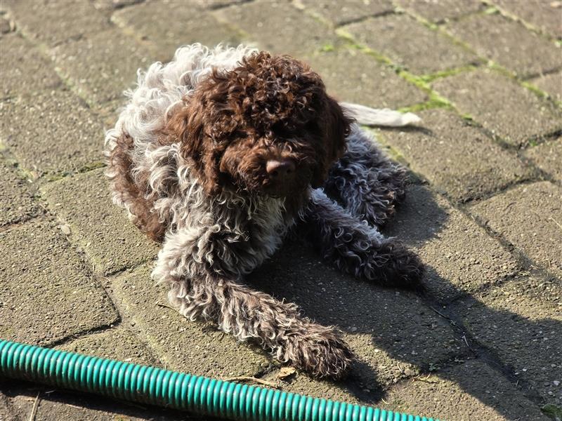 Lagotto Romagnolo Welpen, 4 Hündinnen suchen ein Zuhause