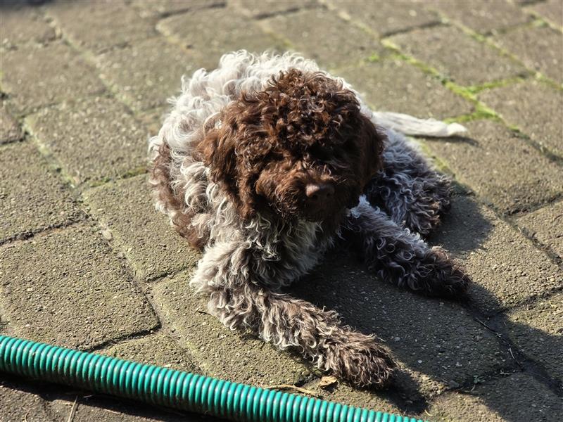 Lagotto Romagnolo Welpen, 4 Hündinnen suchen ein Zuhause