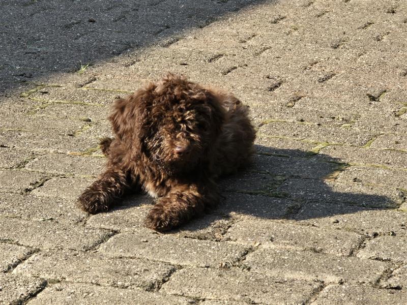 Lagotto Romagnolo Welpen, 4 Hündinnen suchen ein Zuhause