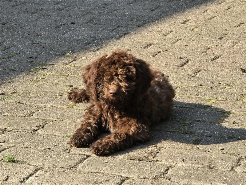 Lagotto Romagnolo Welpen, 4 Hündinnen suchen ein Zuhause