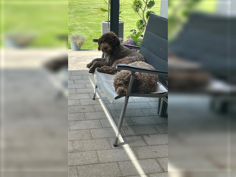 Lagotto Romagnolo Welpen