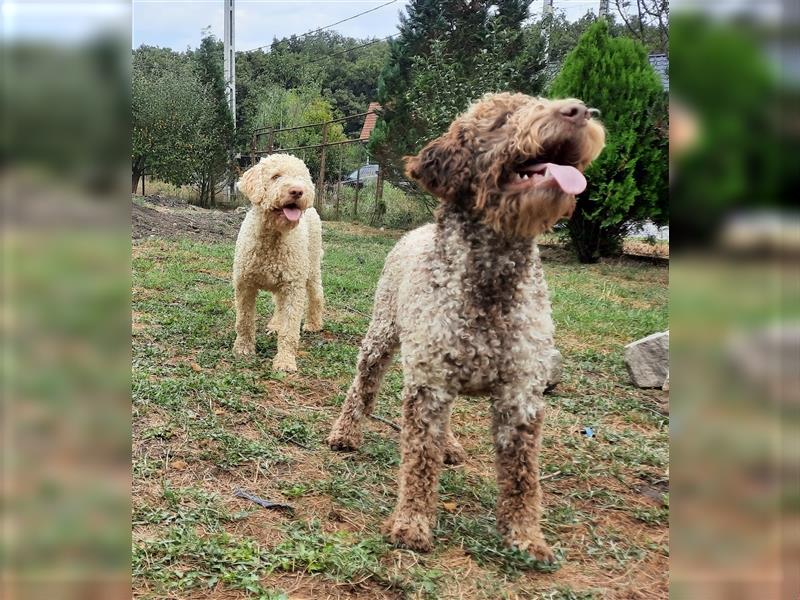 Reinrassige Lagotto Romagnolo-Welpen