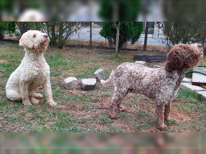 Reinrassige Lagotto Romagnolo-Welpen