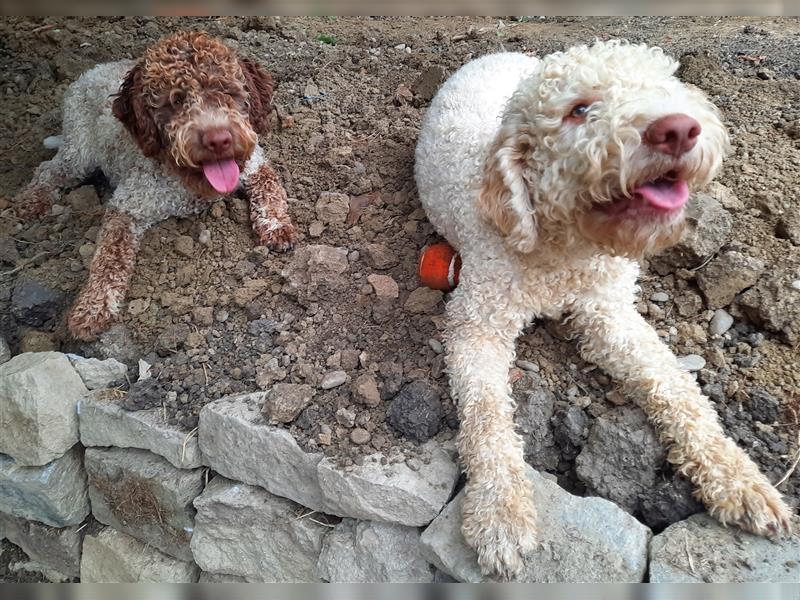 Reinrassige Lagotto Romagnolo-Welpen