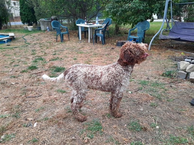 Reinrassige Lagotto Romagnolo-Welpen