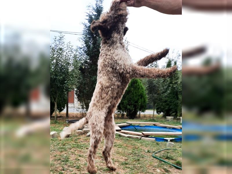 Reinrassige Lagotto Romagnolo-Welpen