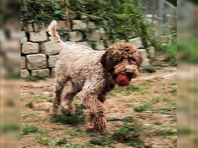 Reinrassige Lagotto Romagnolo-Welpen