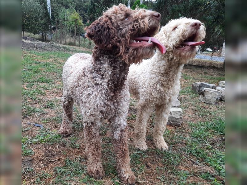 Reinrassige Lagotto Romagnolo-Welpen