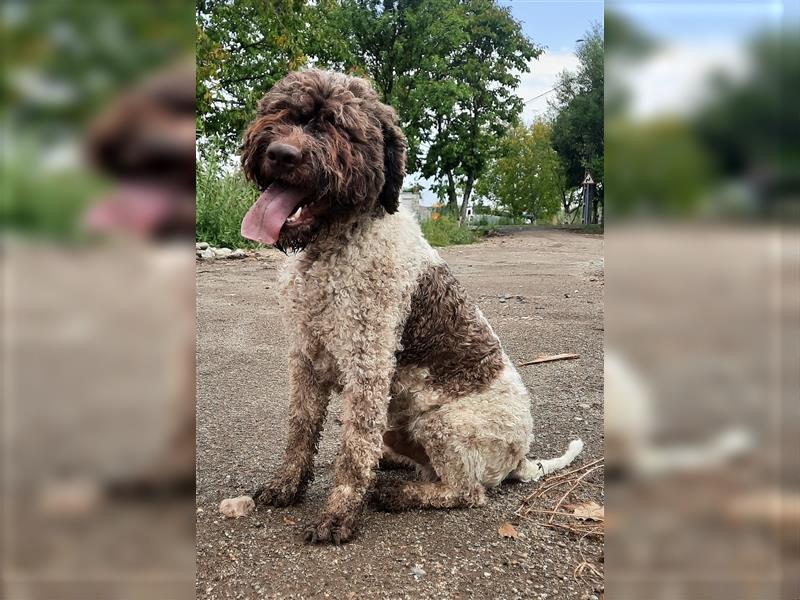 Beautiful Lagotto Romagnolo male