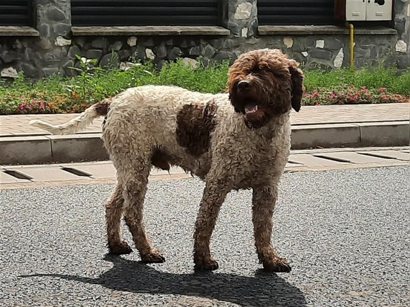 Beautiful Lagotto Romagnolo male