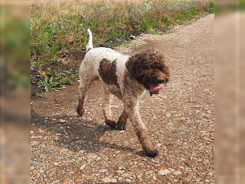 Beautiful Lagotto Romagnolo male