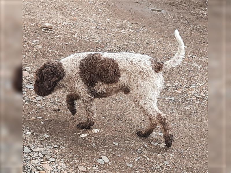 Beautiful Lagotto Romagnolo male