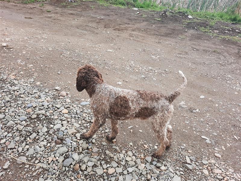 Beautiful Lagotto Romagnolo male