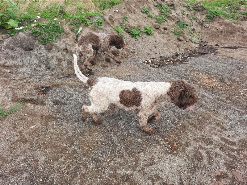 Beautiful Lagotto Romagnolo male