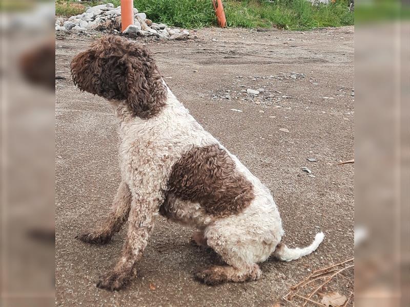 Beautiful Lagotto Romagnolo male