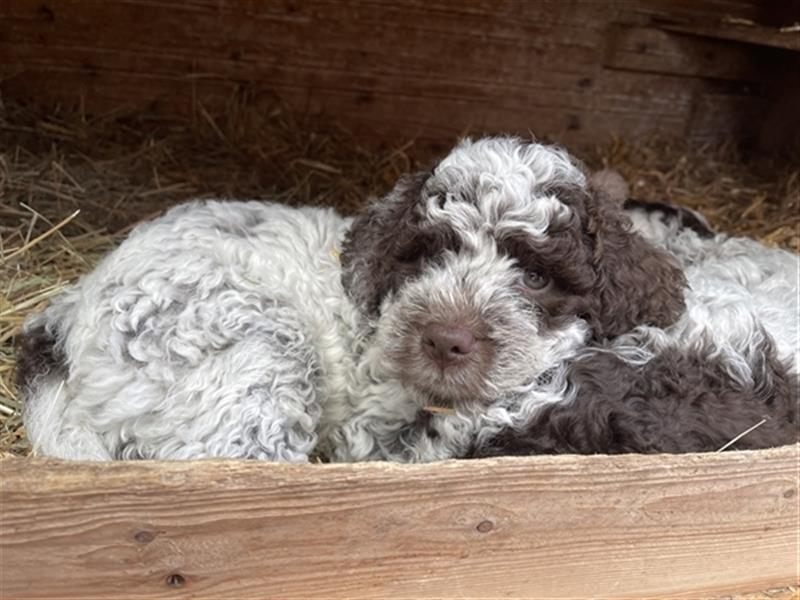 Lagotto Romagnolo  Rüde, Welpe mit Papieren