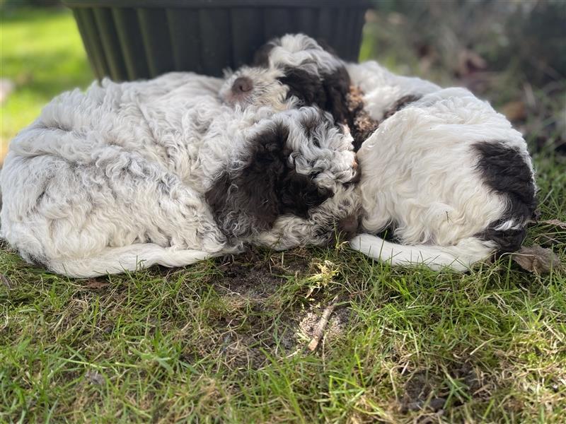 Lagotto Romagnolo  Rüde, Welpe mit Papieren