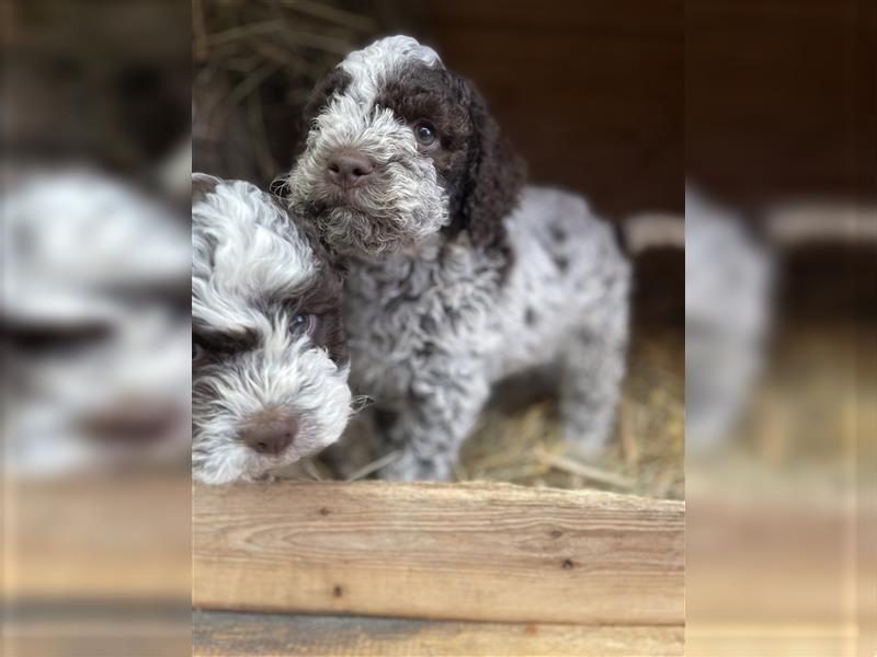 Lagotto Romagnolo  Rüde, Welpe mit Papieren