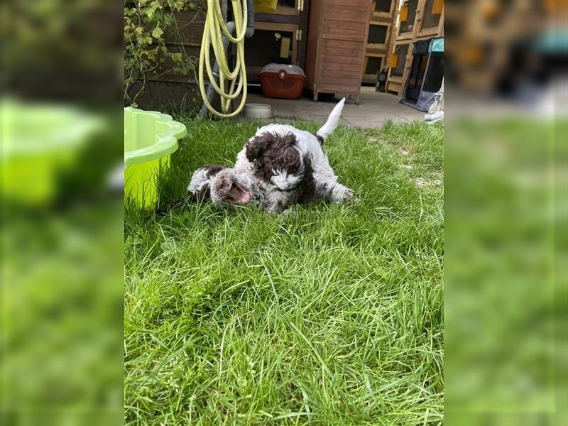 Lagotto Romagnolo  Rüde, Welpe mit Papieren