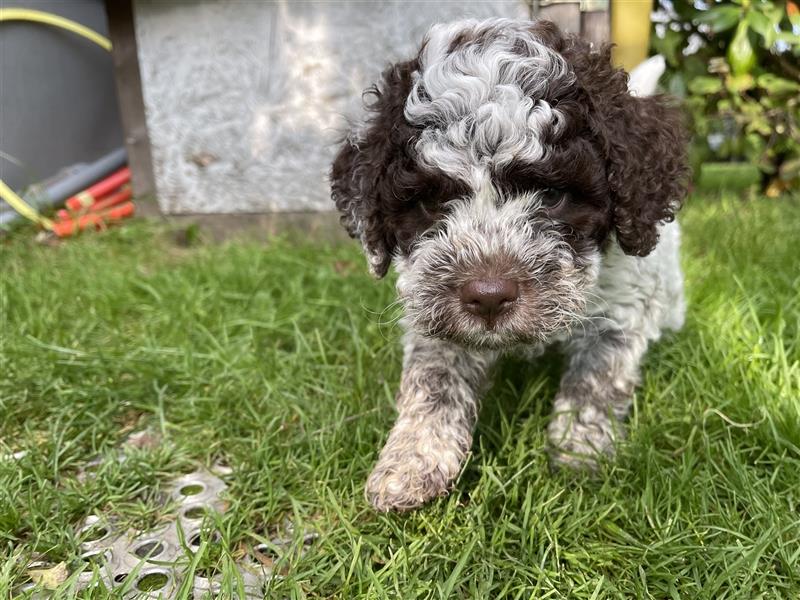 Lagotto Romagnolo  Rüde, Welpe mit Papieren