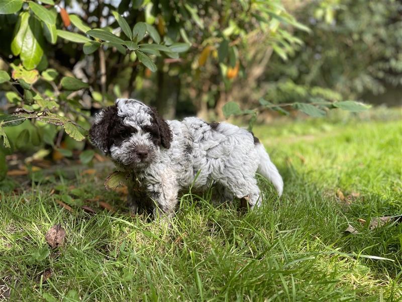 Lagotto Romagnolo  Rüde, Welpe mit Papieren