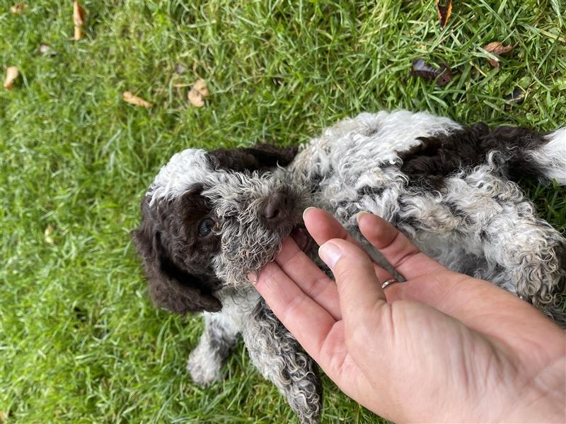 Lagotto Romagnolo  Rüde, Welpe mit Papieren