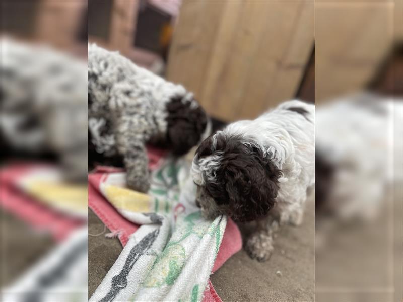 Lagotto Romagnolo  Rüde, Welpe mit Papieren