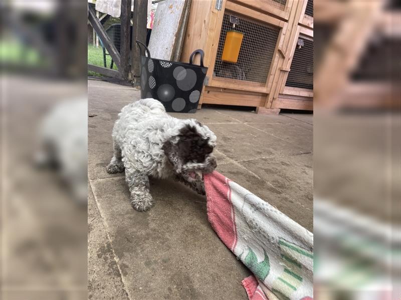 Lagotto Romagnolo  Rüde, Welpe mit Papieren