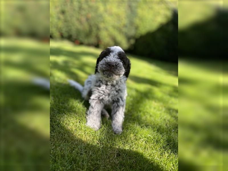 Lagotto Romagnolo  Rüde, Welpe mit Papieren