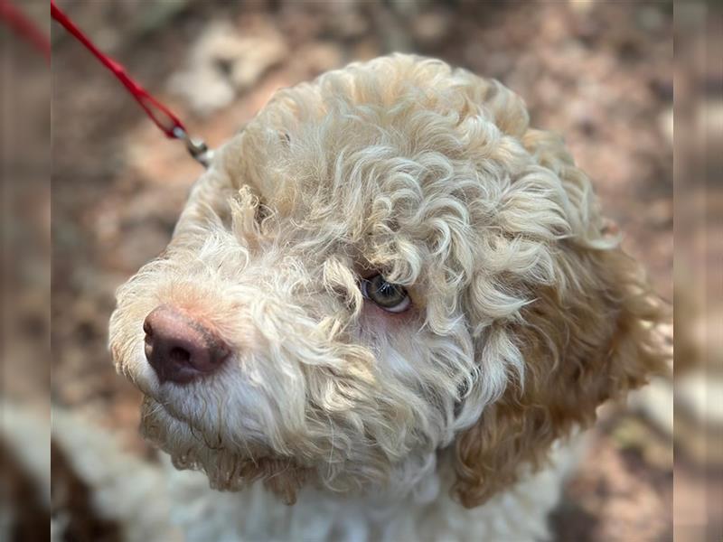 Gaius, 4 Monate alter Lagotto Romagnolo