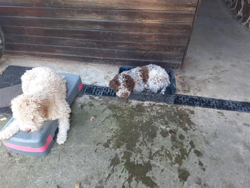 Gaius, 4 Monate alter Lagotto Romagnolo