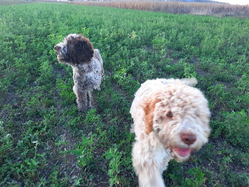 Gaius, 4 Monate alter Lagotto Romagnolo